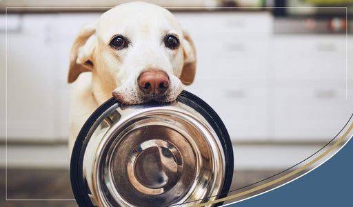 Canine diabetes, with 1 in 500 dogs classed as diabetic what can be done?